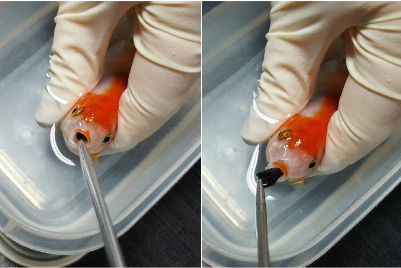 Zlatnoj ribici spašen je život