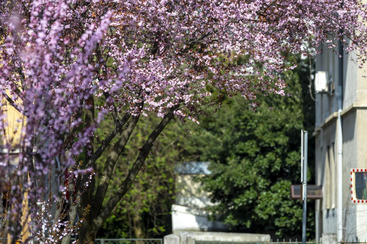 Zagreb: Procvala stabla u nekim od najljepših ulica koje krase drvoredi
