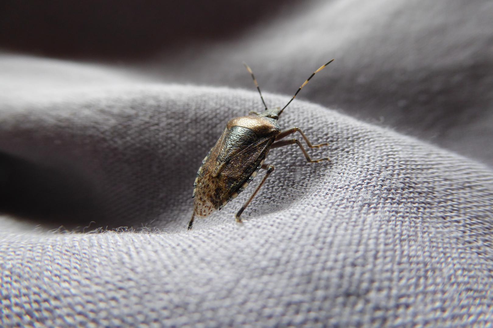 Ponovno je najezda smrdljivih martina. Nalazimo ih na odjeći koja se suši na balkonu, na prozorima, u kuhinji... Mogu se zavući svugdje, ali ima načina kako ih se riješiti ili barem smanjiti njihov dolazak u dom.