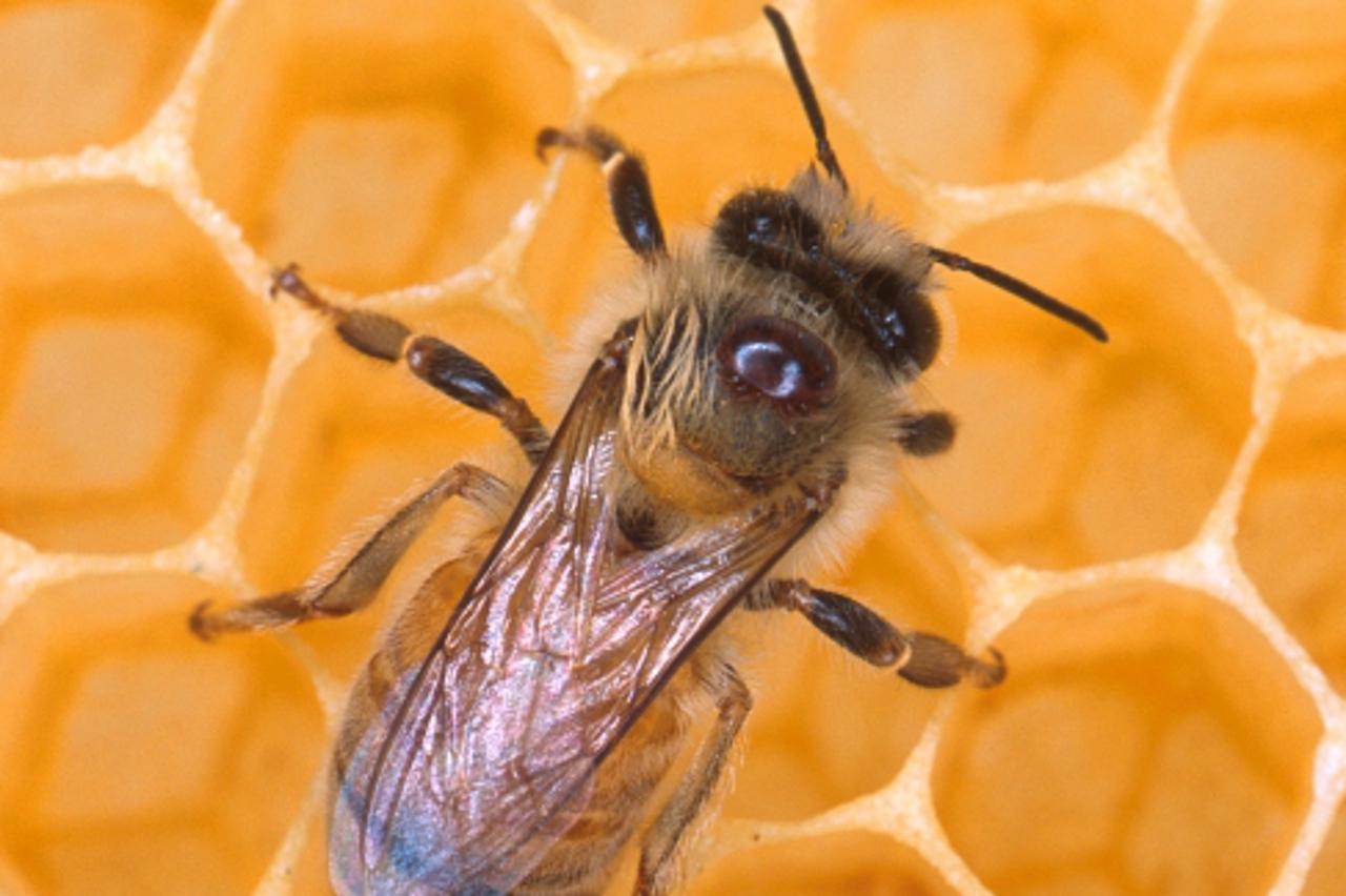 'med pcela pcele sace'