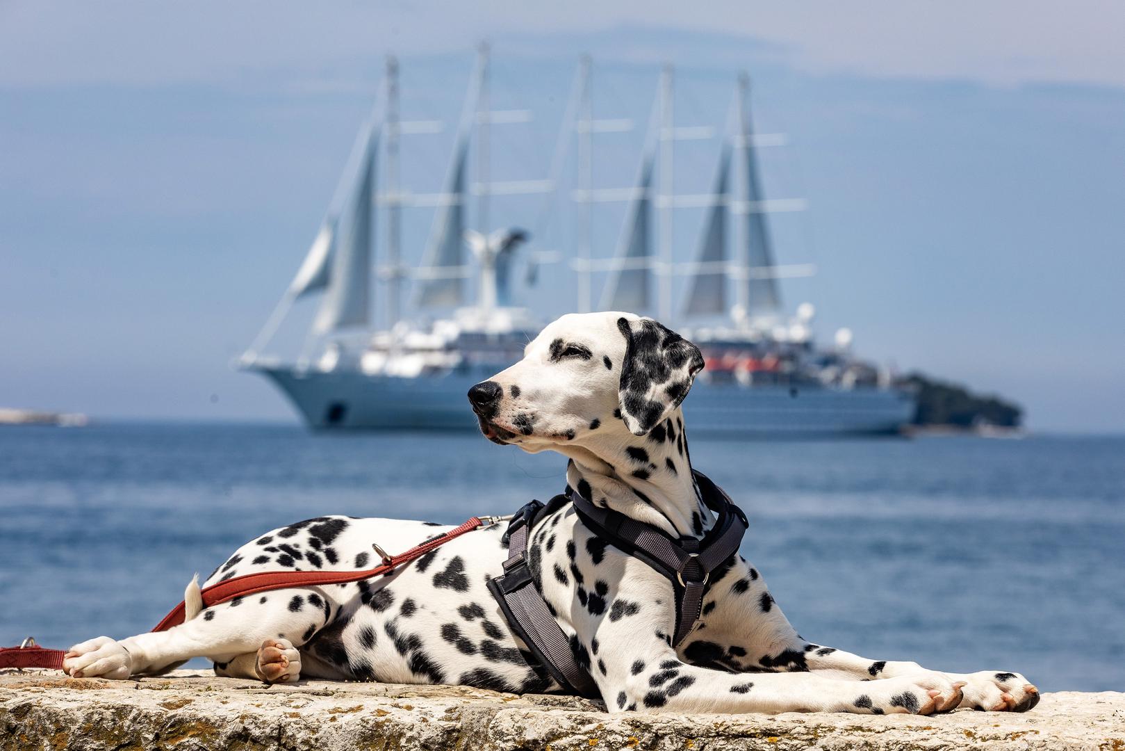 07.05.2023.,Rovinj -Ispred Rovinja usidrio se Wind Surf.  Jedrenjak je to s pet jarbola i jedan je od najvecih jedrilica za krstarenje na svijetu. Pas dalmatiner imena Pandora uziva na obali. Photo: Srecko Niketic/PIXSELL