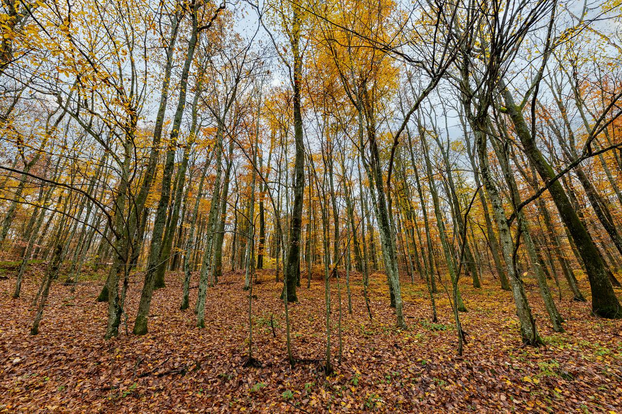 Jesen u šumama oko Levanjske Varoši