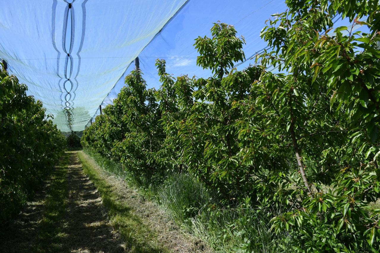 Bjelovar: Kasni mraz uništio većinu voćnjaka, a neke vrste pretrpile štetu čak 95 posto