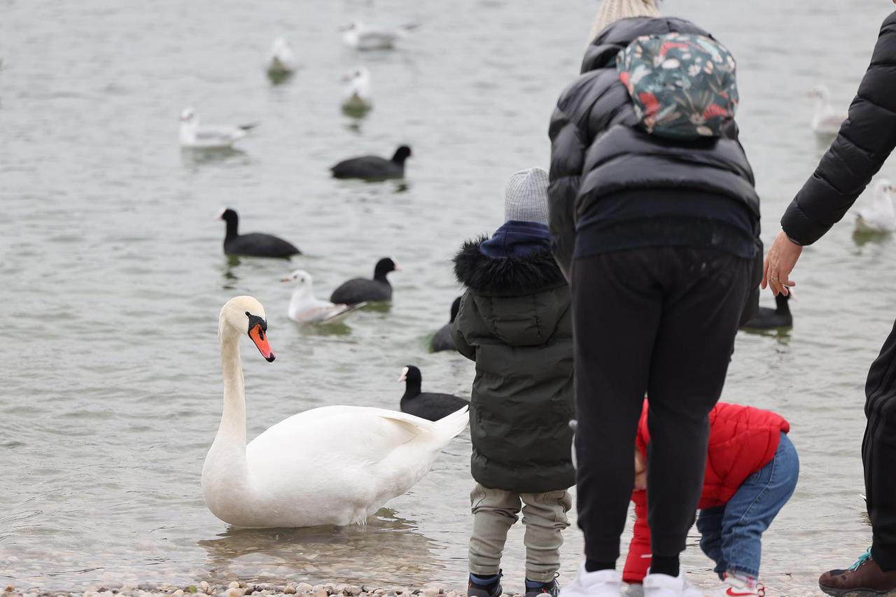Zagreb: Ptice na jarunskom jezeru plijene pozornost građana