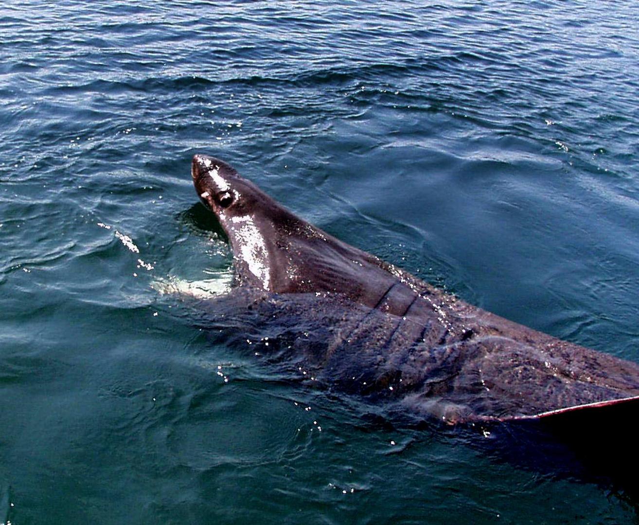 Mjesec poslije, kod Krka, prema podacima Shark Research Instituta, stradao je izvjesni Josef Slivovic. Isti dan, 12. kolovoza, također kod Krka poginula je, kako piše SRI, školska učiteljica, a 11. rujna stradala je još jedna žena kod Hvara.