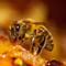 Avatar Busy littIe bee
