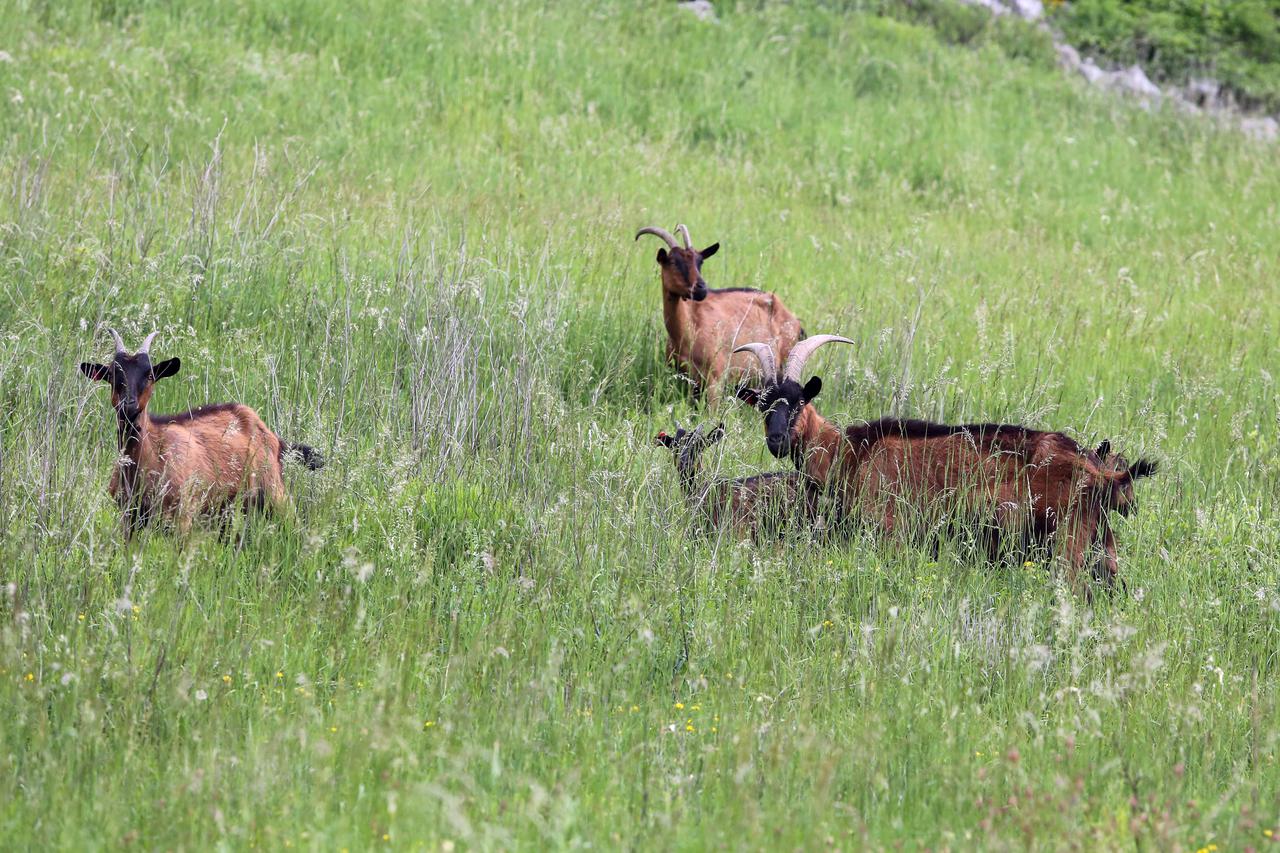 Stado koza na livadi na Grobniku