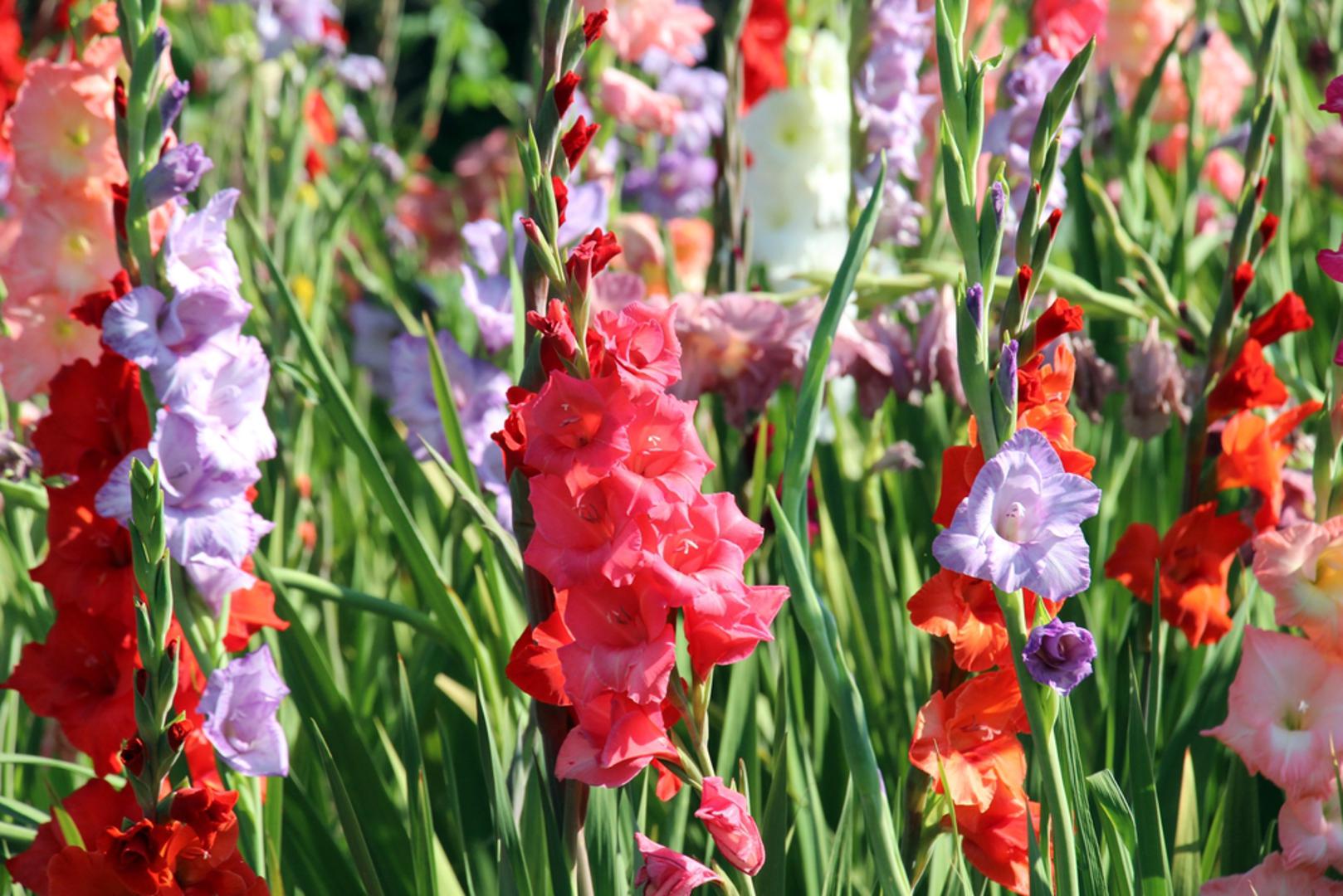 Kolovoz: Gladiola simbolizira snagu karaktera, iskrenost i ustrajnost. Lukovice se sade u proljeće, kada se tlo dovoljno zagrije i prođe opasnost od proljetnih mrazova, a zbog visokih stabljika biljci je često potrebna potpora kako se ne bi savijala pod težinom cvjetova. Želite li dulje uživati u cvatnji, lukovice možete saditi u nekoliko navrata tijekom proljeća. Veliki cvjetovi otvaraju se postupno od dna prema vrhu stabljike pa dugo ostaju dekorativni.
