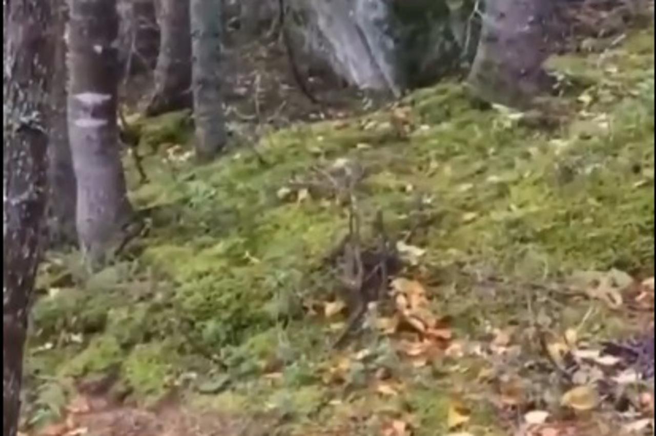 šuma