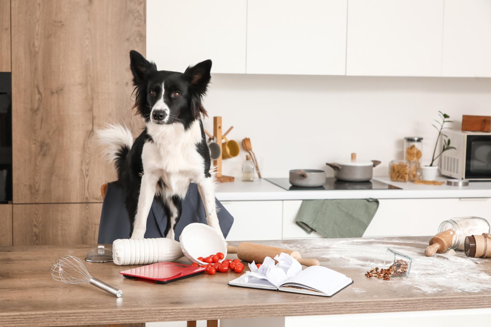 Sirovo dizano tijesto: Sirovo tijesto s kvascem posebno je opasno jer u želucu može nastaviti rasti i stvarati plinove, što dovodi do bolnog nadimanja i moguće životno ugrožavajuće torzije želuca. Osim toga, fermentacijom nastaje alkohol, pa se problem dodatno pogoršava. Zato psa nikada ne treba puštati blizu sirovog tijesta koje se diže na kuhinjskom pultu. 