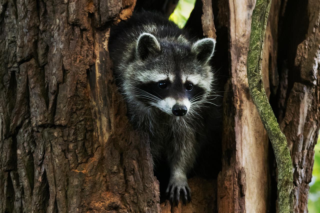 Raccoons in Berlin