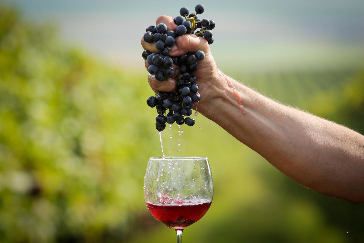 Vrijeme je berbe grožđa