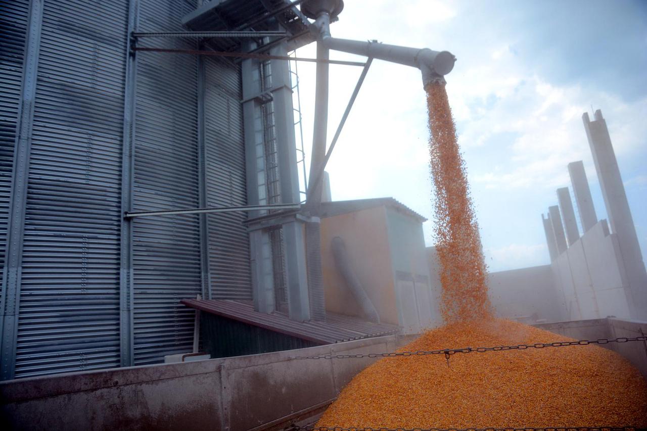 Prihvat pšenice u otkupnoj stanici