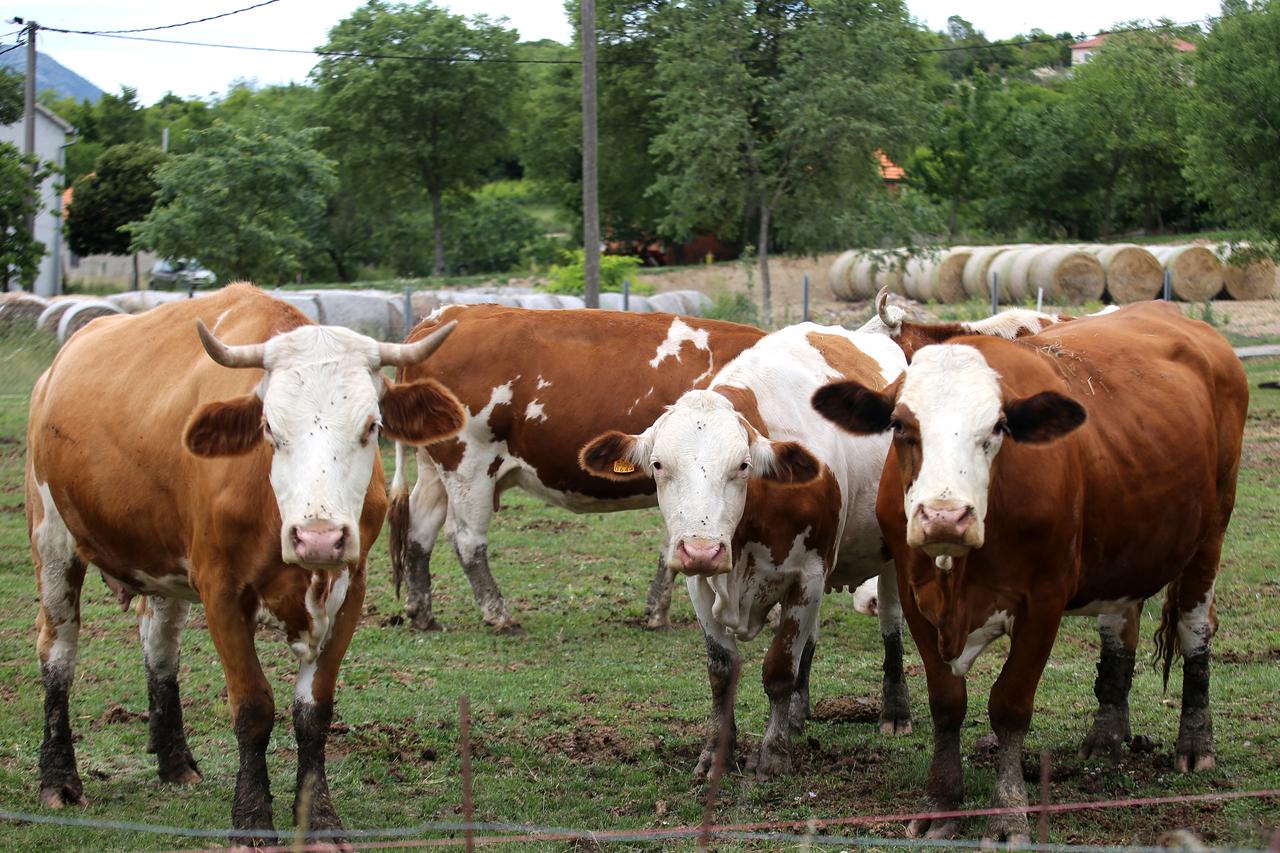 Šibenik: Krave na ispaši