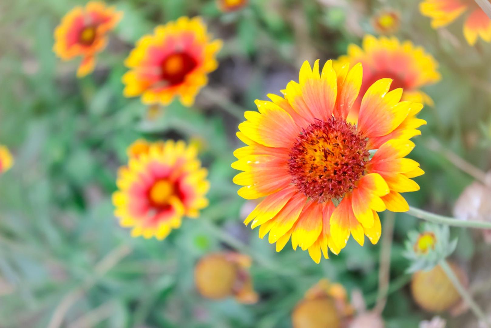 Gailardija ili kokarda je vrlo otporna trajnica koja voli sunčani položaj, dobro drenirano tlo i umjereno zalijevanje. Izuzetno je zahvalna i cvate cijelo ljeto. Sadite je u proljeće na razmak 40-50 cm, na dubini od 2 cm. Voli bogato tlo, ali uspijeva i na manje pogodnom tlu te je idealna za kamenjare, gredice i tegle. Zahtijeva puno sunca te nije prikladna za sjenovita područja. Biljke treba redovito zalijevati dok se ne ukorijeni, a nakon toga biljku možete zalijevati rjeđe, ali će ljepše i bujnije cvasti ako nastaviti s redovnim zalijevanjem.