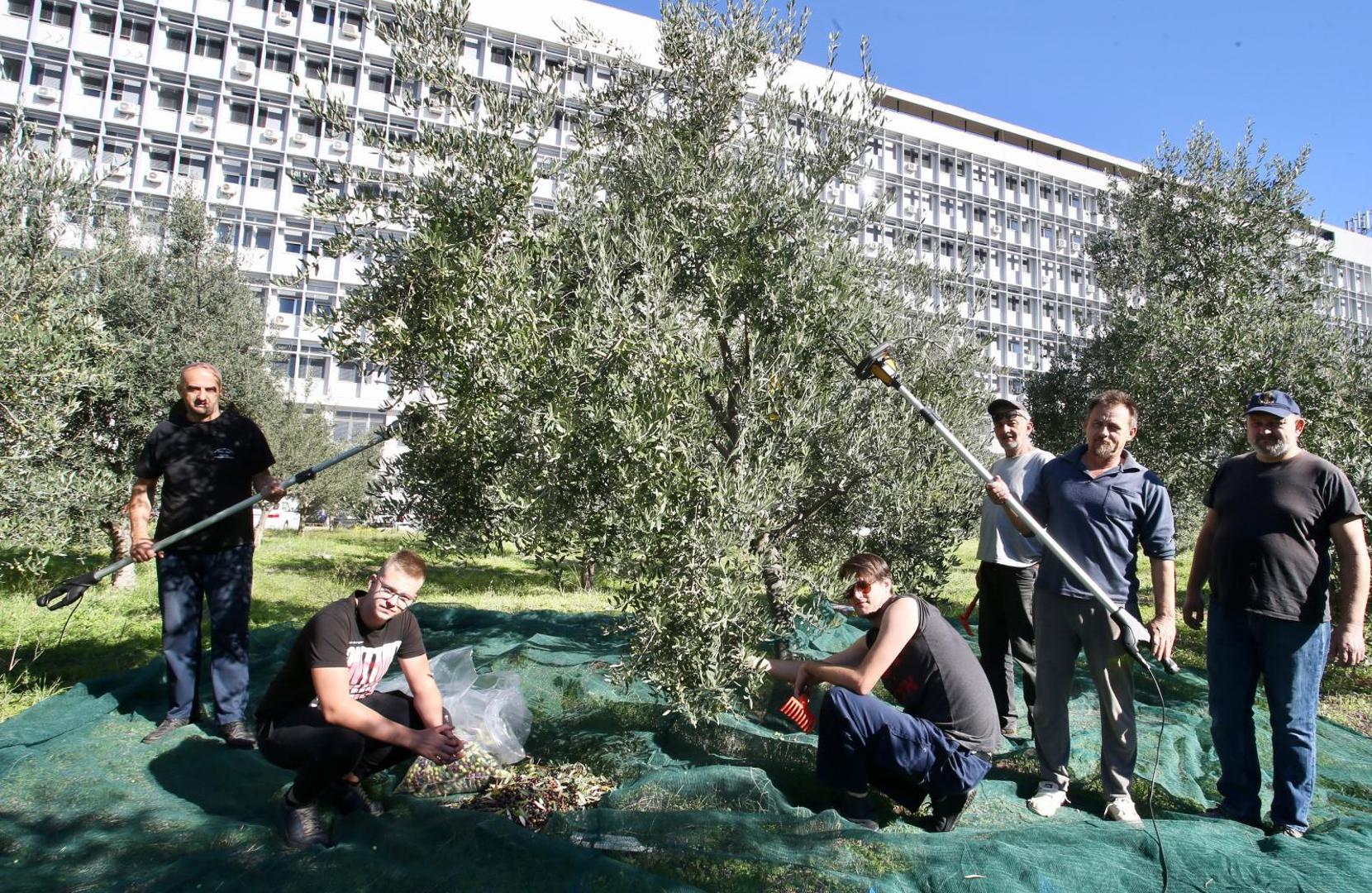 22.10.2020., Split - Branitelji i ove godine u akciji branja maslina ispred bolnice Krizine. Photo: Ivo Cagalj/PIXSELL