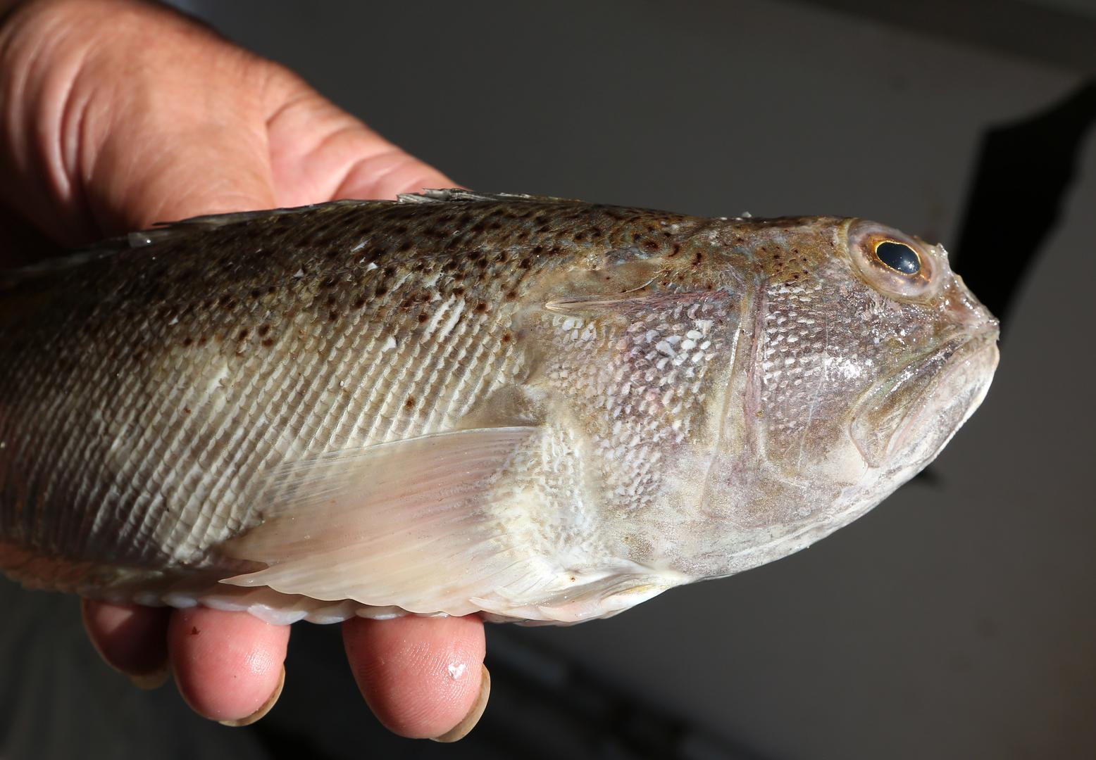 Prva skupina obuhvaća ribe paukovke (pauk žutac, crnac, bijelac i mrkulj), stanovnike pjeskovitog dna, zatim škarpinke (škarpina, škrpun, crvena škrpinica, itd.) te ražolike ribe (golub kosir, raža žutulja, itd.). Njihov otrov, posebice kod najmanjeg ali najopasnijeg pauka žutca, izuzetno je snažan i djeluje slično zmijskom otrovu.