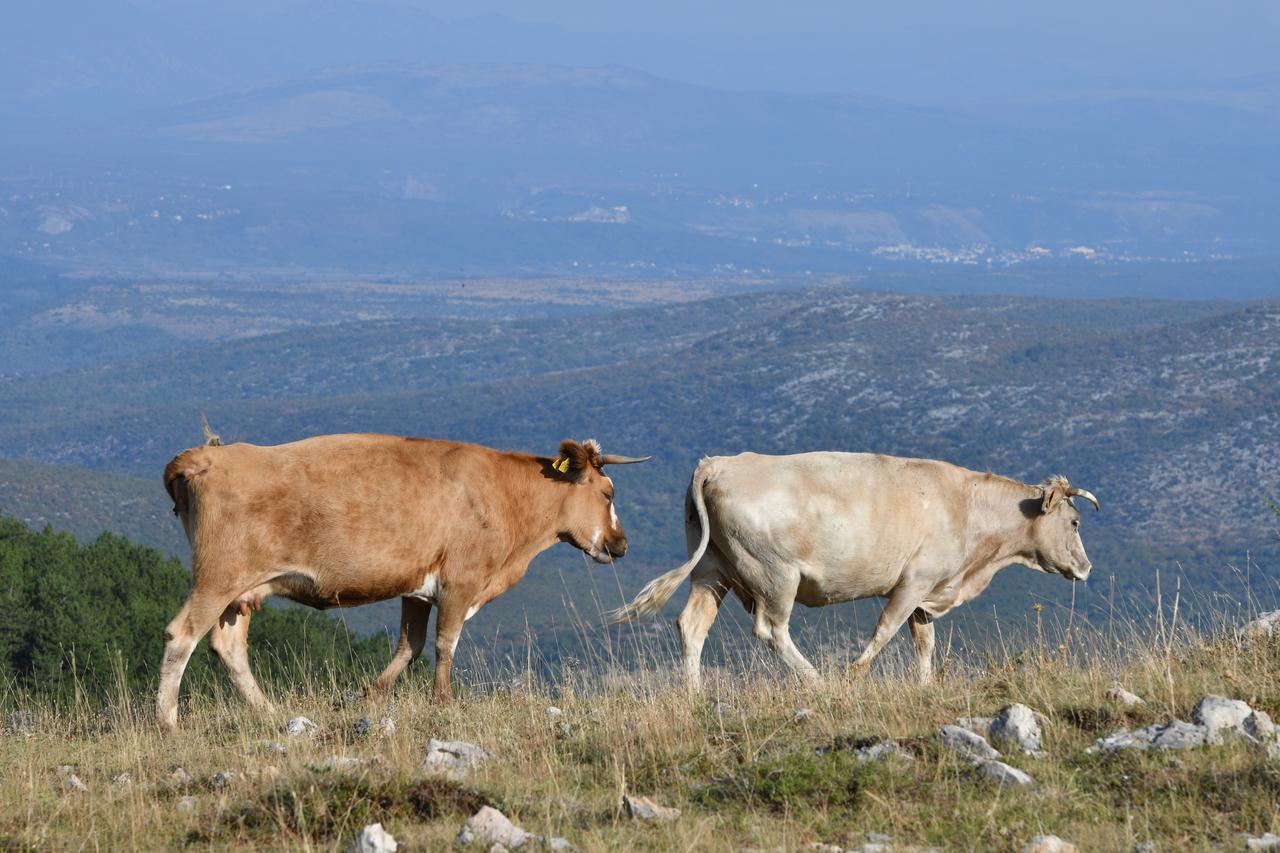 Svilaja: Krave na ispaši na planini Svilaji