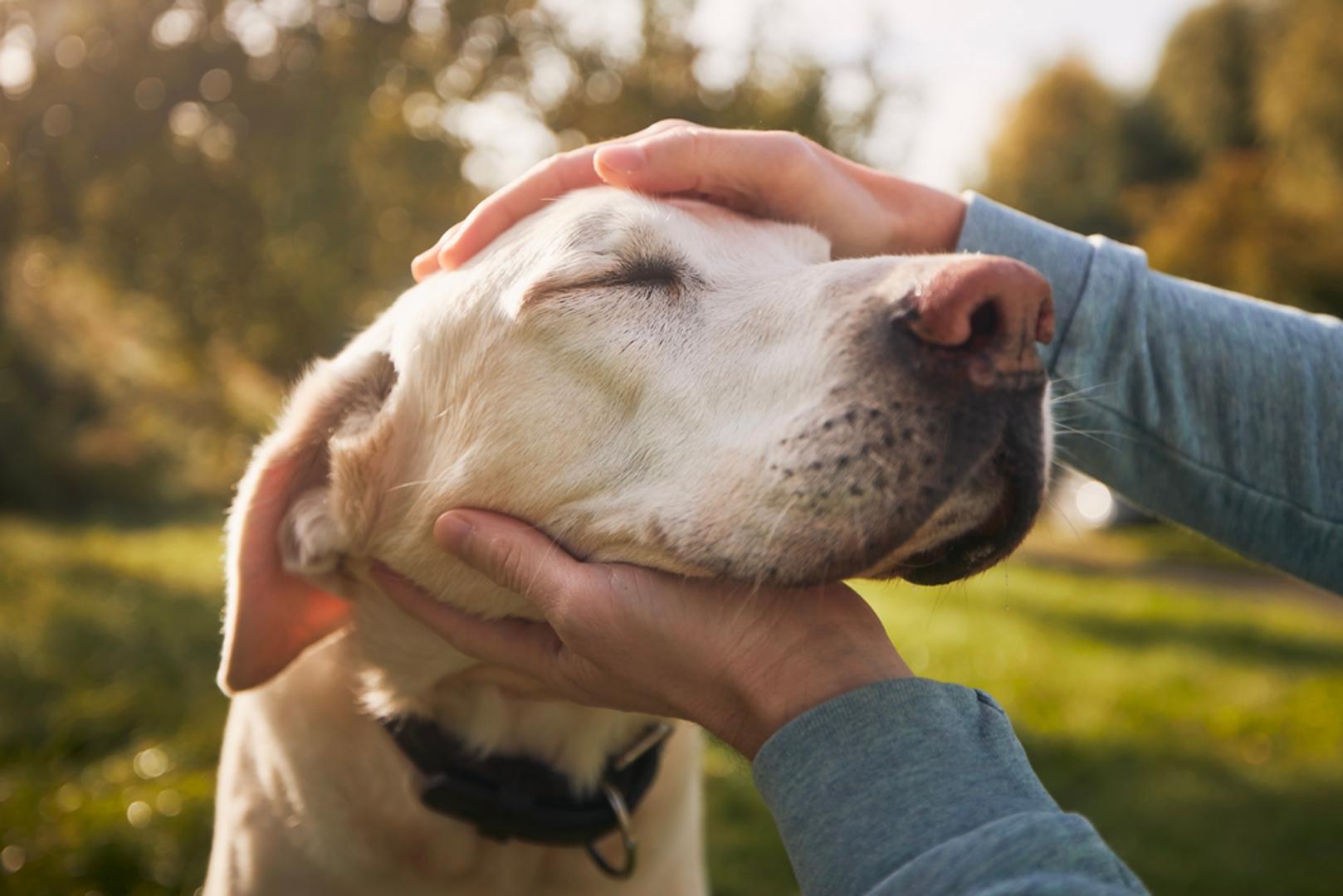 Labrador retriver: Labrador retriver jedna je od najčešćih pasmina u terapijskom radu jer je poznat po blagoj naravi, strpljenju i druželjubivosti. Ovi psi lako stvaraju odnos s ljudima, dobro reagiraju na djecu, starije osobe i osobe s teškoćama te često unose osjećaj smirenosti gdje god se pojave. Uz to su izrazito privrženi svojim vlasnicima pa u svakodnevnom životu mogu pomoći u smanjenju usamljenosti i potaknuti više kretanja i boravka na otvorenom.