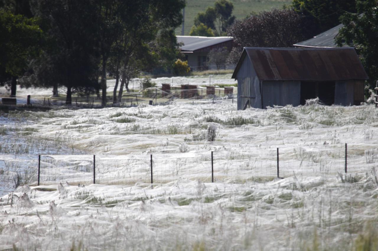 'epa03133660 Thousands of spiders build new spider webs after floodwaters forced them to move to higher grounds in Wagga Wagga New South Wales, Australia on 06 March 2012. Reports state that more than