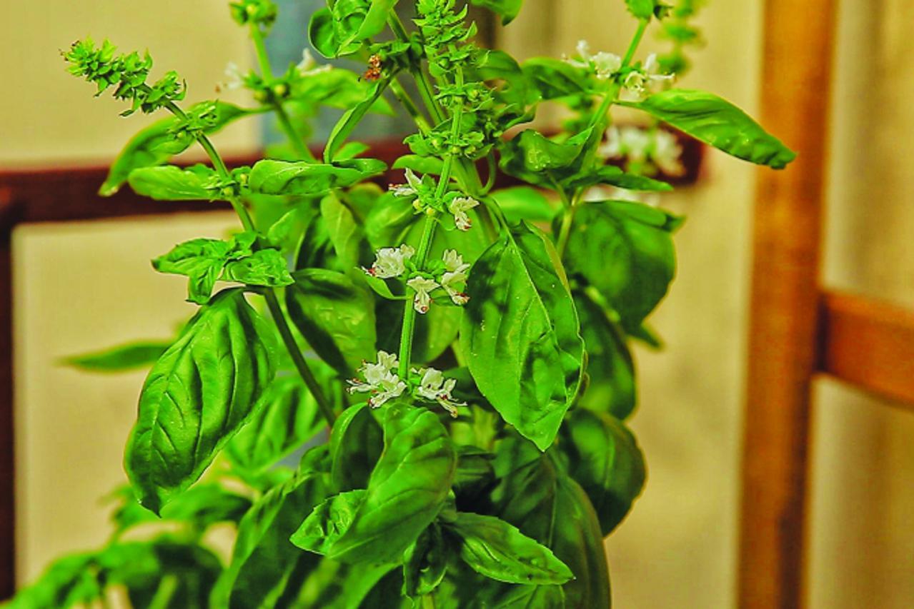 'Bosiljak2_nnn_vrt_100913'