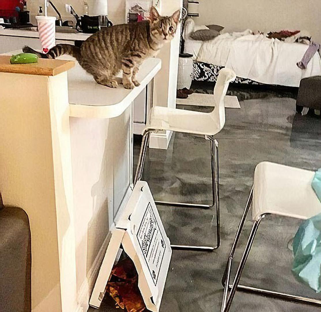 Naime, korisnici na Instagramu podijelili su fotografije koje prikazuju njihove kućne ljubimce i nered koji su prouzrokovali.