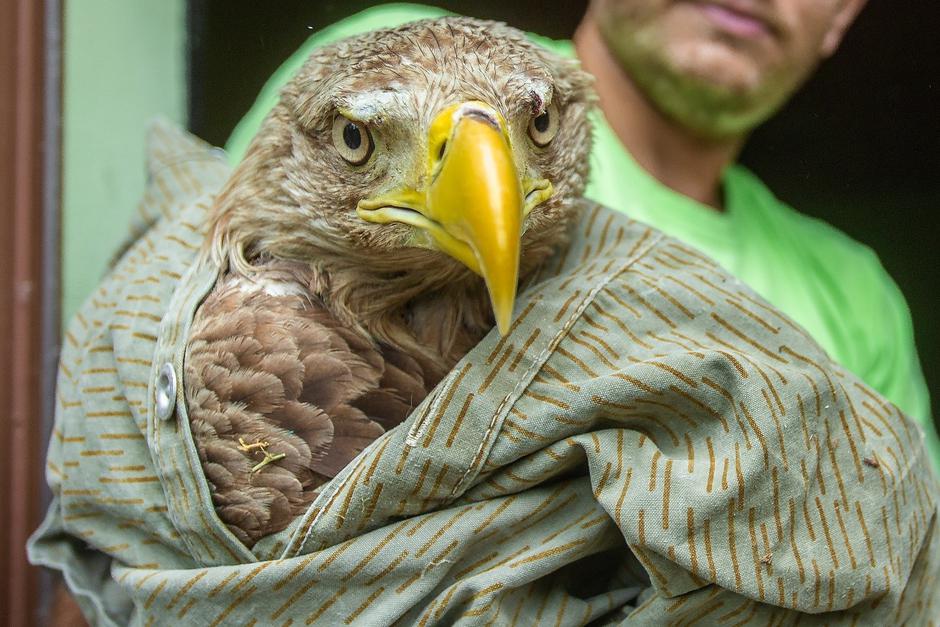 Oporavilište za divlje životinje u Osijeku