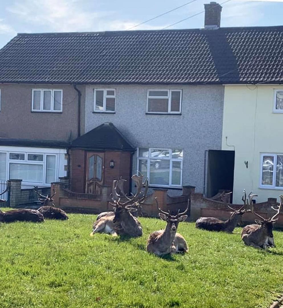 Krdo jelena spustilo se iz svojeg staništa i uživalo na travnjaku u Londonu. 