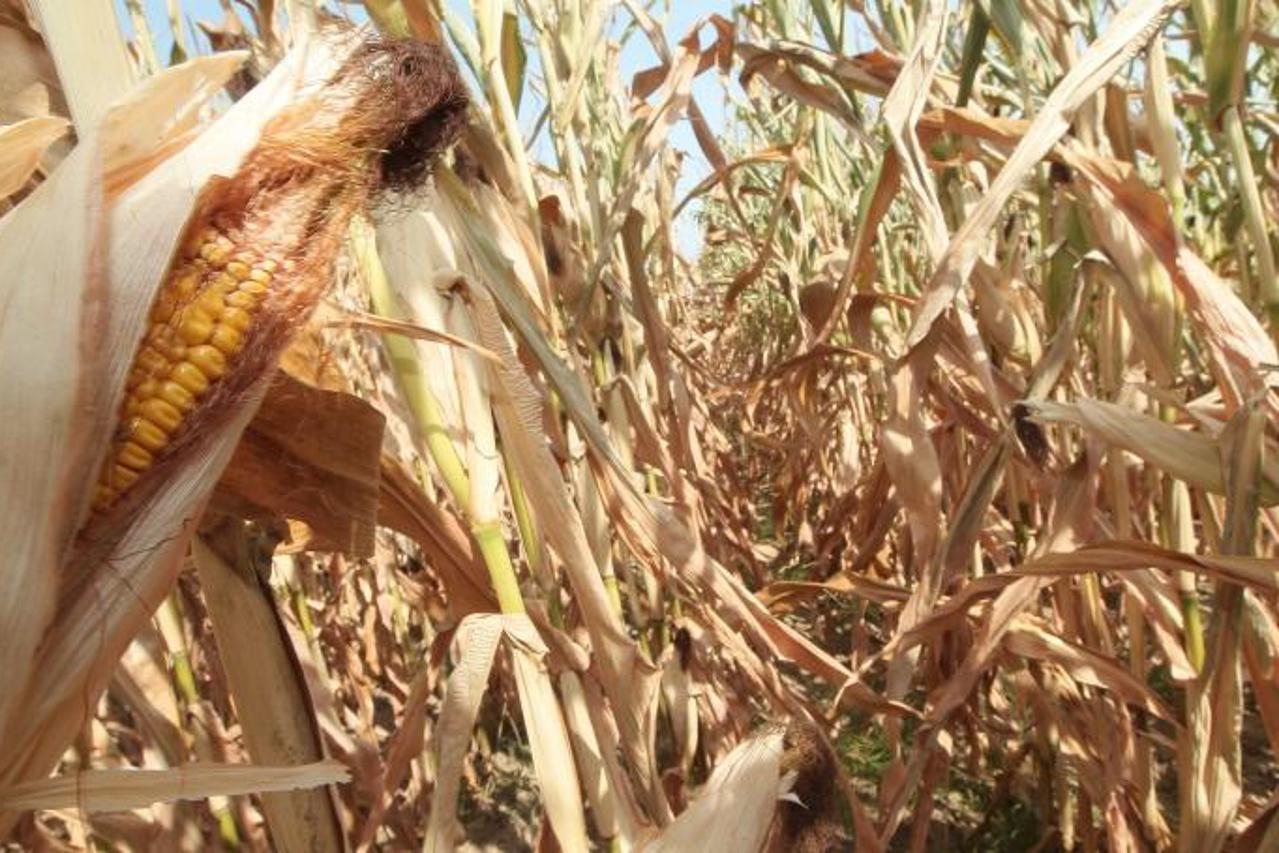 '07.08.2013., Koprivnica - Prve negativne posljedice visednevnih visokih temperatura - poljoprivrednici su poceli zbrajati stete koje im je susa nanijela na poljima pod kukuruzom, secernom repom i dru