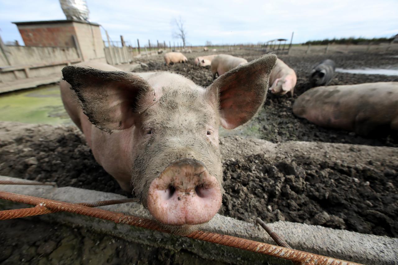 Otok: Vlado Ferbežar, uzgajivač slavonskih svinja