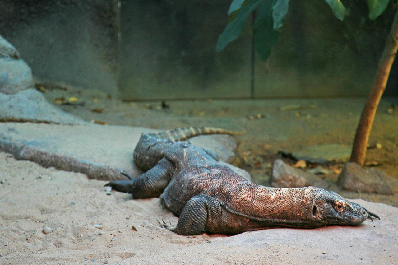 varan