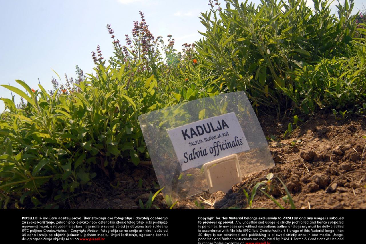 kadulja, začinsko bilje (1)