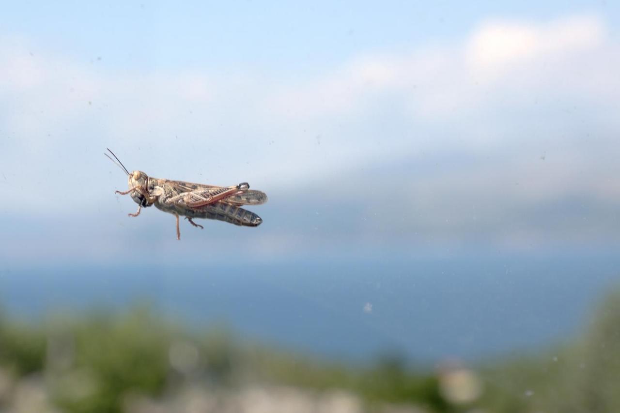 Brač: Najezda skakavaca kod uvale Splitska