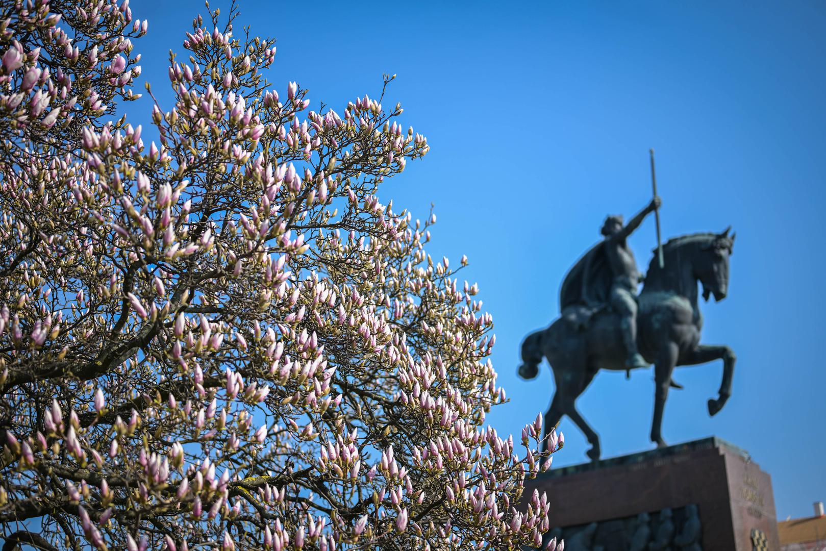 Upravo ova raskošna magnolija razlog je zašto je Tomislavac jedno od najljepših lokacija u metropoli, a mnogi travnjak oko nje koriste i za kratki predah te uživanje u toplim proljetnim danima.