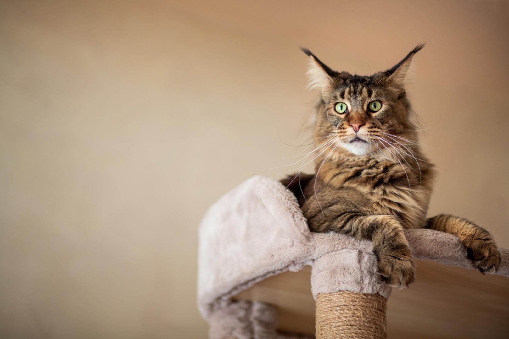 3. Maine Coon: Ako tražite većeg kućnog ljubimca, Maine Coon bi mogao biti idealan za vas jer se veličinom može mjeriti s malim psima, a mužjaci dosežu i do 11 kilograma, što ih čini najvećom pasminom mačaka. No, to ne utječe na njihovo ponašanje jer su Maine Coon mačke obično nježne, razigrane i privržene: lako se sprijateljuju i s djecom i s drugim kućnim ljubimcima, što ih čini prikladnima za početnike. Ovo je savršena mačka za vas ako imate dodatnog vremena za igru ​​s njima kod kuće jer napreduju u aktivnom i društvenom okruženju. Zbog duge i pahuljaste dlake potrebno im je i svakodnevno dotjerivanje, što je nešto što bi budući vlasnici trebali uzeti u obzir.