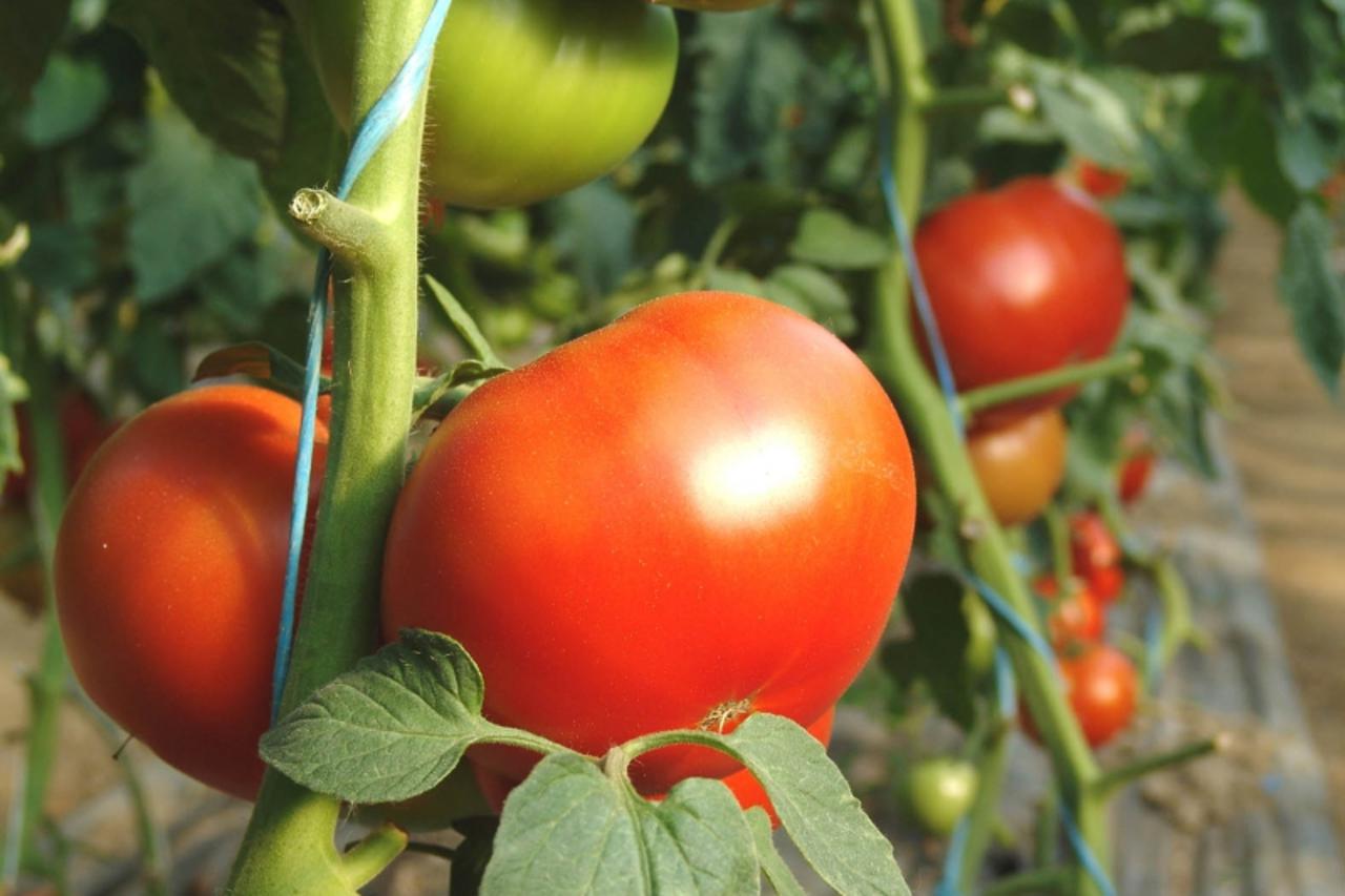 'vrt, daruvar, 300605 proizvedu osam tona rajcice snimila vlatka danek rajcica paradajz'