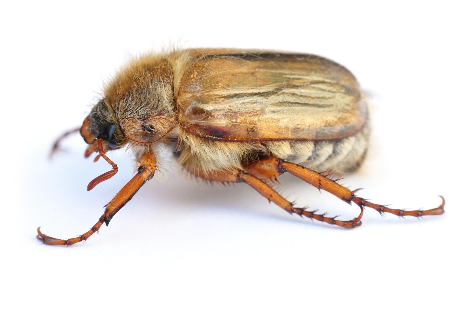 Muhe iz porodice Phoridae žive u 82 posto domova