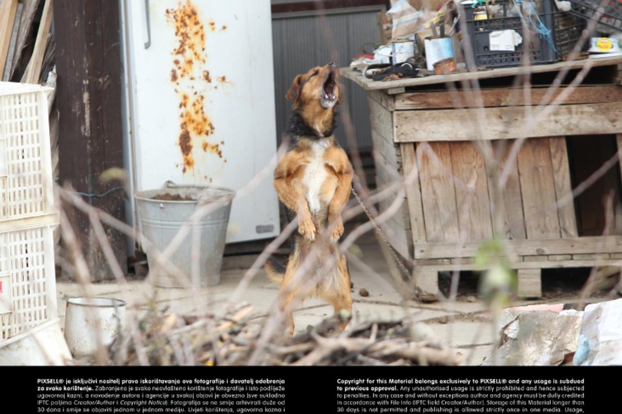 '04.02.2013., Koprivnica - Mjerodavni inspektori su izdali rjesenje po kojem Martin Stubicar i njegova kcer Jasna sukladno zakonu skrbe o mnogobrojnim psima i mackama u kuci i dvoristu, iako nisu podu