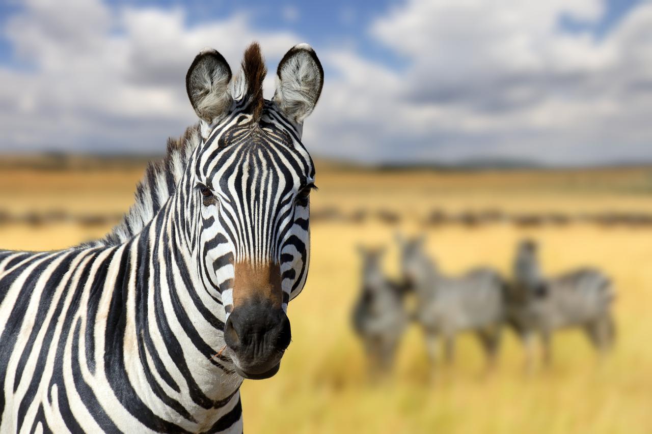 Zebra on grassland in Africa, National park of Kenya