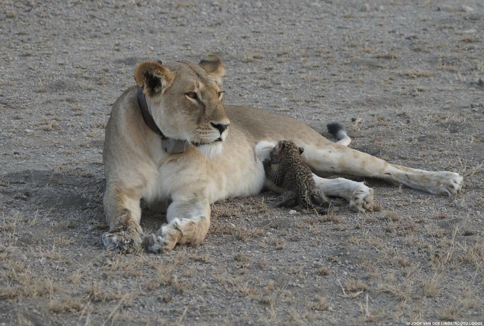 Ovih dana je u Tanzaniji fotografirana lavica Nosikitok kako hrani tri tjedna staro mladunče leoparda.