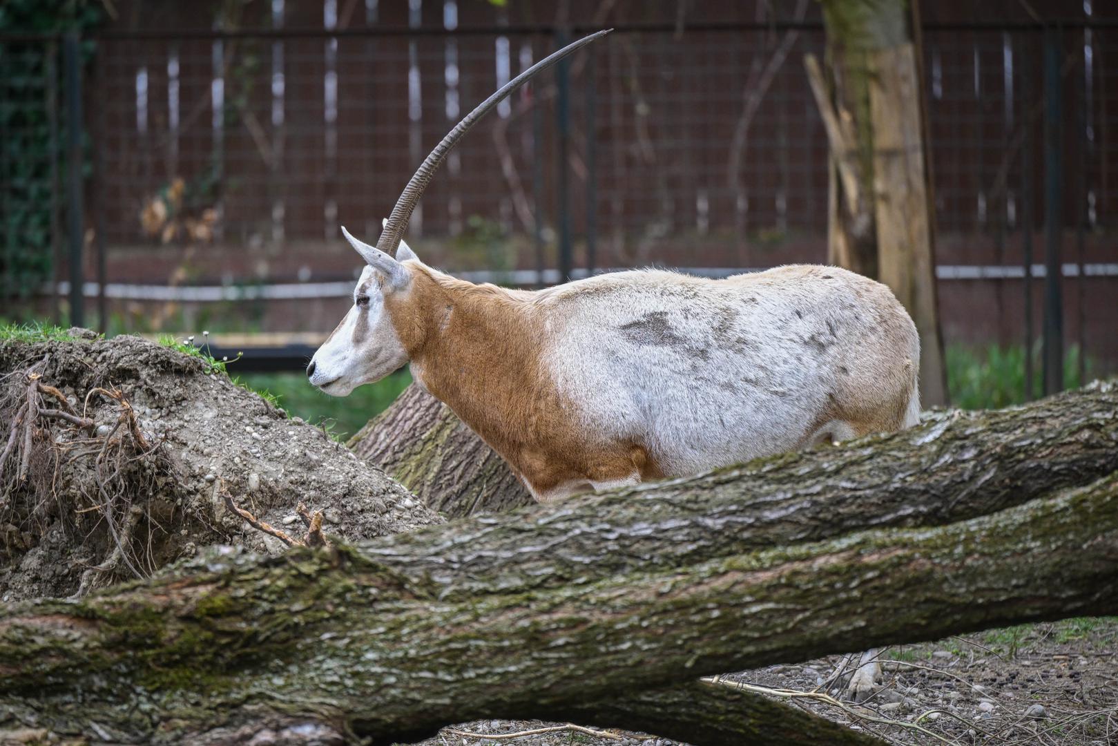 Slasni šareni doručak pripremit će se smeđim medvjedima, divovskim mravojedima, crvenom pandi, merkatima, mungosima, čimpanzama, nosatim rakunima i smeđim kapucinima.