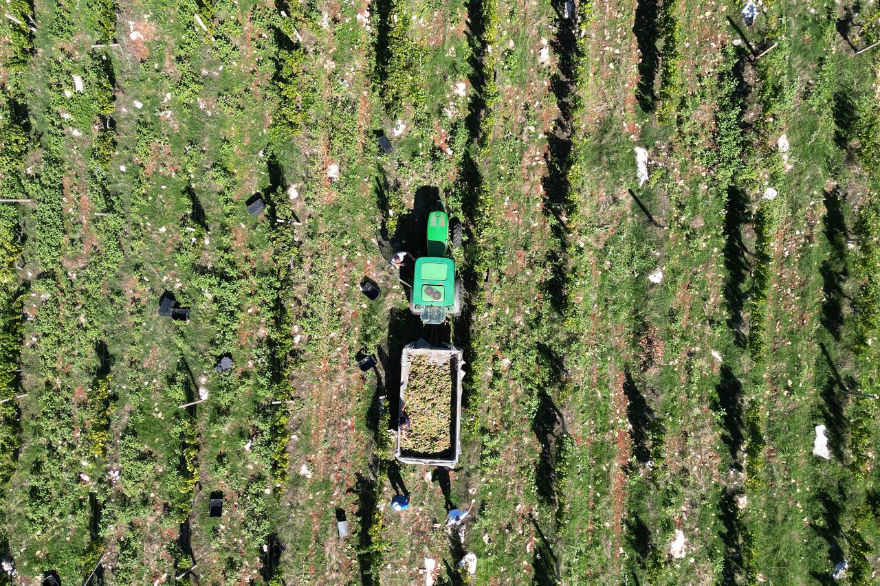 Čitluk: Berba grožđa u Kamenim vinogradima 