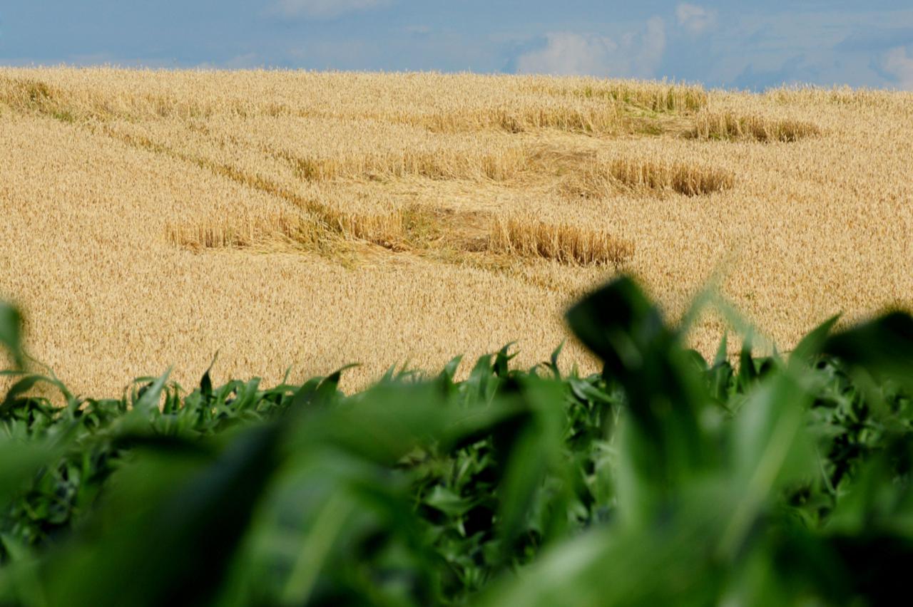 krugovi, žito (1)