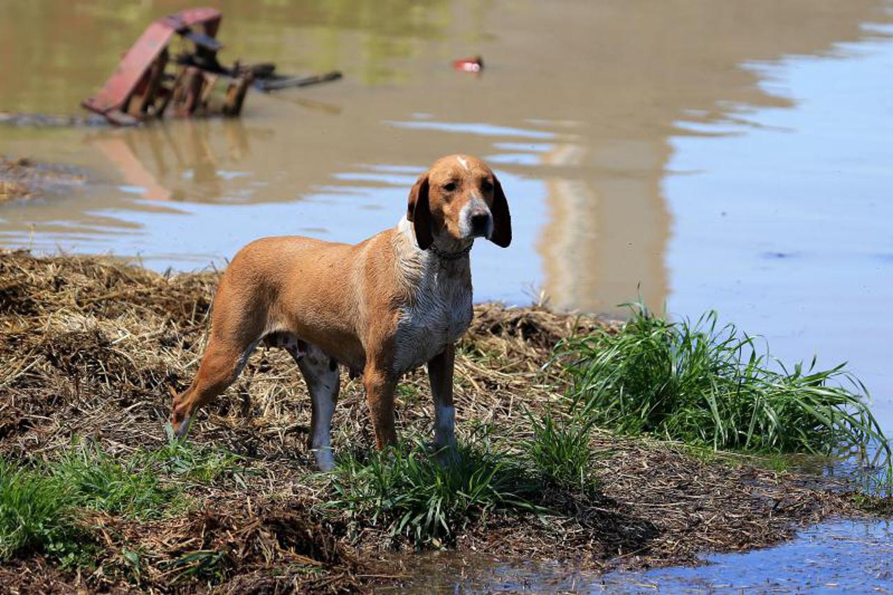 životinje,evakuacija,Gunja,poplave