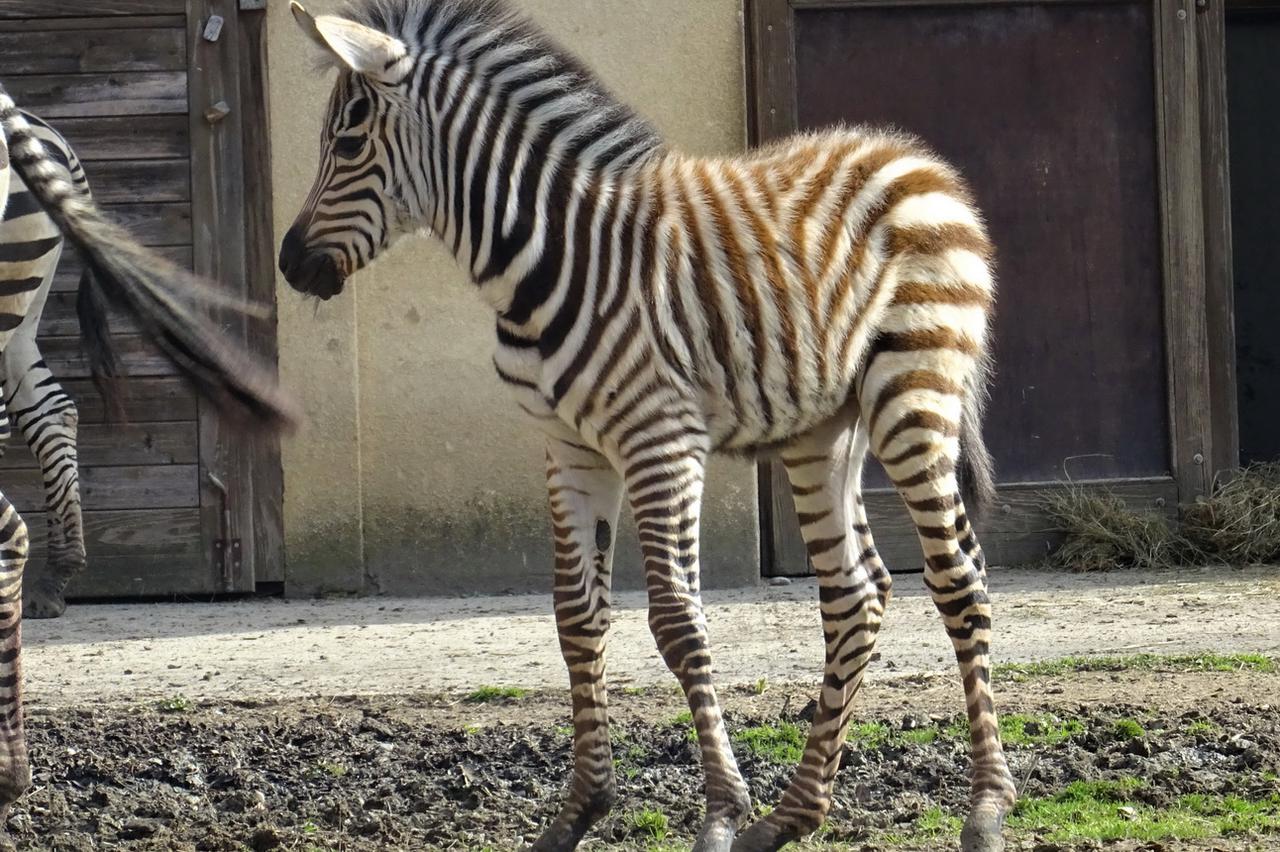 Mladunče zebre