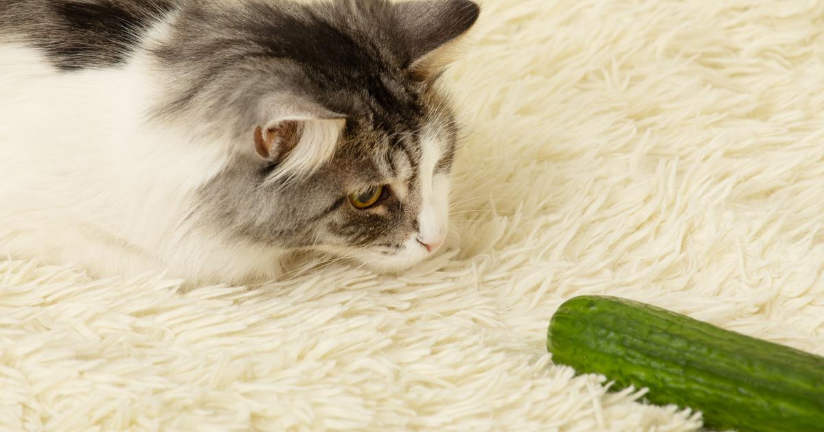 Znate li da se mačke panično boje krastavaca? Evo zašto skaču na sami prizor ovog povrća!