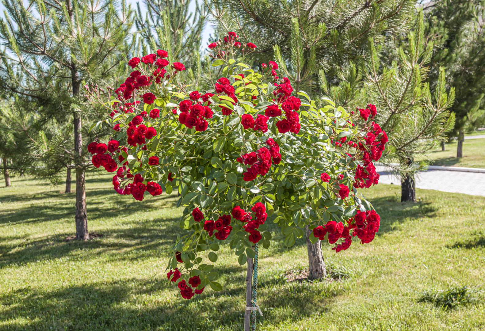 Stablašice: Posebno oblikovane ruže koje se cijepe na visoko deblo, pa izgledaju poput malog stabla. Njihov kuglasti oblik prepun cvjetova privlači pažnju i daje vrtu eleganciju. Često se sade u skupinama ili kao soliteri u travnjacima.