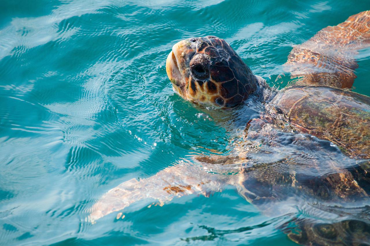 Junaci iz raznih zemalja udruženi u spašavanju morskih kornjača