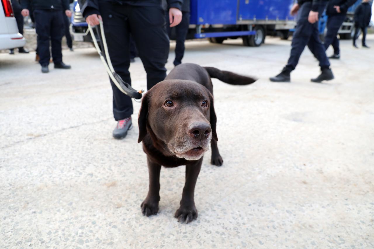 Pas Gizmo krenuo u spašavanje u Tursku