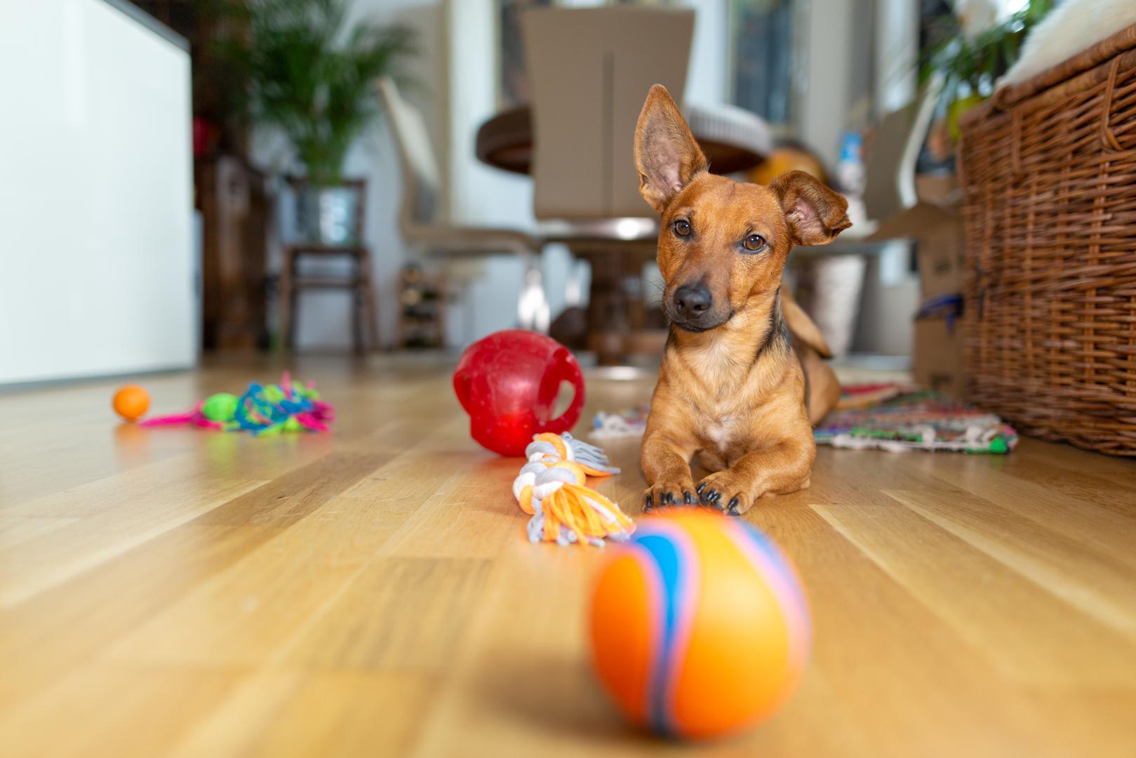 1. Interaktivne igračke: ‘Igračke slagalice, igračke s poslasticama i interaktivne hranilice izvrsne su za održavanje zdravlja mozga vašeg psa’, kaže Rhoades, ‘Ove igračke potiču vještine rješavanja problema dok vaš pas smišlja kako doći do poslastica’. 
